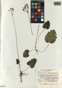 Primula cortusoides L., Siberia, Altai & Sayany Mountains (S2) (Russia)