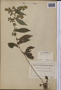 Symphyotrichum laeve var. purpuratum (Nees) G. L. Nesom, America (AMER) (United States)