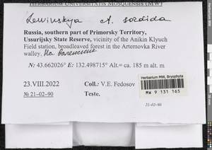 Lewinskya sordida (Sull. & Lesq.) F. Lara, Garilleti & Goffinet, Bryophytes, Bryophytes - Russian Far East (excl. Chukotka & Kamchatka) (B20) (Russia)