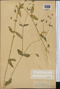 Dichodon davuricum (Fisch. ex Spreng.) Á.Löve & D.Löve, Middle Asia, Dzungarian Alatau & Tarbagatai (M5) (Kazakhstan)