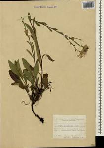 Aster amellus subsp. bessarabicus (Bernh. ex Rchb.) Soó, Crimea (KRYM) (Russia)