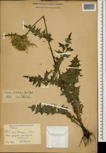 Cirsium obvallatum (M. Bieb.) M. Bieb., Caucasus, Stavropol Krai, Karachay-Cherkessia & Kabardino-Balkaria (K1b) (Russia)