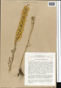 Delphinium semibarbatum Bien. ex Boiss., Middle Asia, Northern & Central Tian Shan (M4) (Kyrgyzstan)