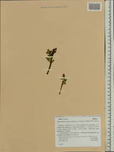 Botrychium matricariifolium (Döll) A. Braun ex Koch, Eastern Europe, Belarus (E3a) (Belarus)