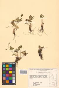 Cryptogramma brunoniana subsp. raddeana (Fomin) Fraser-Jenk., Siberia, Russian Far East (S6) (Russia)