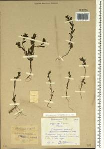 Buglossoides tenuiflora (L. fil.) I. M. Johnst., Crimea (KRYM) (Russia)