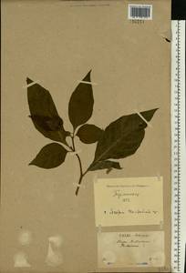 Atropa belladonna L., Eastern Europe, North Ukrainian region (E11) (Ukraine)