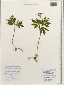 Cardamine quinquefolia (M.Bieb.) Schmalh., Caucasus, Stavropol Krai, Karachay-Cherkessia & Kabardino-Balkaria (K1b) (Russia)