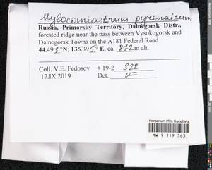 Hylocomiastrum pyrenaicum (Spruce) M. Fleisch. ex Broth., Bryophytes, Bryophytes - Russian Far East (excl. Chukotka & Kamchatka) (B20) (Russia)