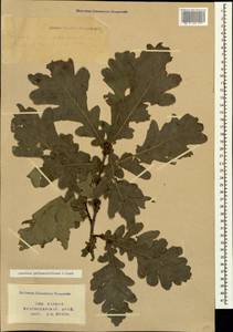 Quercus robur subsp. pedunculiflora (K.Koch) Menitsky, Caucasus, Krasnodar Krai & Adygea (K1a) (Russia)