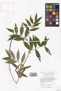 Lathyrus komarovii Ohwi, Siberia, Russian Far East (S6) (Russia)