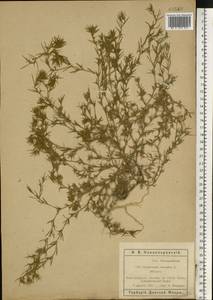 Ceratocarpus arenarius L., Eastern Europe, Rostov Oblast (E12a) (Russia)