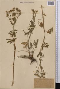 Potentilla recta subsp. laciniosa (Kit. ex Nestler) Nyman, Middle Asia, Kopet Dag, Badkhyz, Small & Great Balkhan (M1) (Turkmenistan)