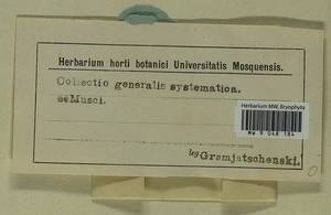 Mielichhoferia mielichhoferiana (Funck) Loeske, Bryophytes, Bryophytes (no precise locality) (B0)