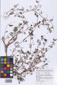 Ranunculus rionii Lagger, Eastern Europe, Lower Volga region (E9) (Russia)