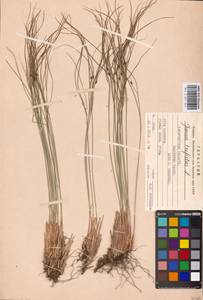 Oreojuncus trifidus (L.) Záv. Drábk. & Kirschner, Eastern Europe, West Ukrainian region (E13) (Ukraine)