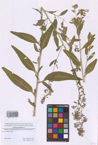 Lepidium latifolium L., Eastern Europe, Moscow region (E4a) (Russia)