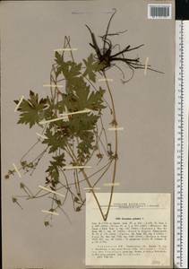 Geranium palustre L., Eastern Europe, North Ukrainian region (E11) (Ukraine)