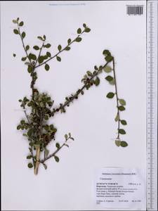 Cotoneaster, Middle Asia, Northern & Central Tian Shan (M4) (Kyrgyzstan)