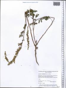 Artemisia stechmanniana Besser, Middle Asia, Western Tian Shan & Karatau (M3) (Kyrgyzstan)