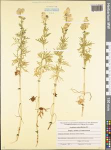 Aconitum confertiflorum (DC.) Gáyer, Caucasus, Stavropol Krai, Karachay-Cherkessia & Kabardino-Balkaria (K1b) (Russia)