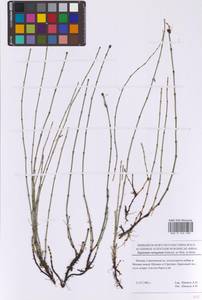 Equisetum variegatum Schleich. ex F.Weber & D.Mohr, Eastern Europe, Moscow region (E4a) (Russia)