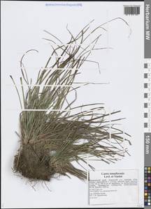 Carex tenuiformis H.Lév. & Vaniot, Siberia, Russian Far East (S6) (Russia)