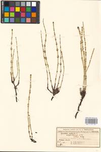 Equisetum palustre L., Eastern Europe, Moscow region (E4a) (Russia)