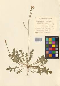 Diplotaxis muralis (L.) DC., Eastern Europe, North Ukrainian region (E11) (Ukraine)