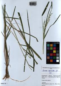 Leersia oryzoides (L.) Sw., Siberia, Altai & Sayany Mountains (S2) (Russia)