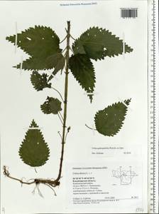 Urtica dioica subsp. pubescens (Ledeb.) Domin, Eastern Europe, Central region (E4) (Russia)