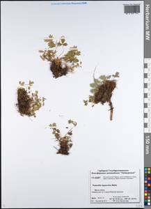 Potentilla hyparctica Malte, Siberia, Central Siberia (S3) (Russia)