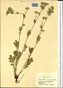 Potentilla pensylvanica L., Siberia, Altai & Sayany Mountains (S2) (Russia)