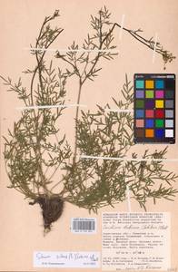 Silaum silaus (L.) Schinz & Thell., Eastern Europe, Lower Volga region (E9) (Russia)