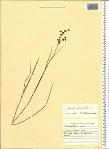 Juncus articulatus L., Crimea (KRYM) (Russia)