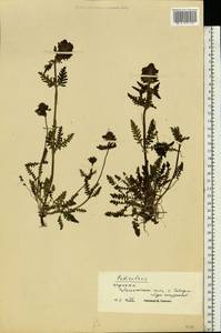 Pedicularis, Eastern Europe, West Ukrainian region (E13) (Ukraine)