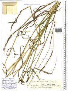 Elymus uralensis (Nevski) Tzvelev, Caucasus, Stavropol Krai, Karachay-Cherkessia & Kabardino-Balkaria (K1b) (Russia)