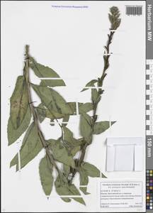 Oenothera × ersteinensis H. P. Linder & R. Jean, Eastern Europe, Moscow region (E4a) (Russia)