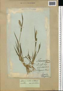 Setaria viridis (L.) P.Beauv., Eastern Europe, Lithuania (E2a) (Lithuania)