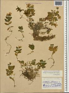 Cerastium undulatifolium Somm. & Levier, Caucasus, North Ossetia, Ingushetia & Chechnya (K1c) (Russia)