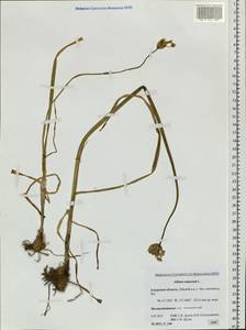 Allium ramosum L., Siberia, Russian Far East (S6) (Russia)