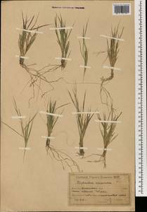 Cleistogenes squarrosa (Trin.) Keng, Mongolia (MONG) (Mongolia)