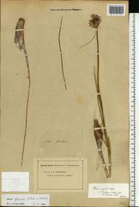 Allium cretaceum N.Friesen & Seregin, Eastern Europe (no precise locality) (E0) (Not classified)