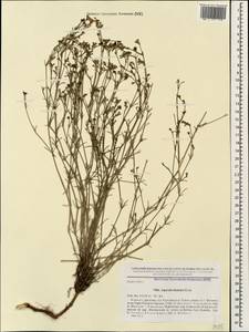 Cynanchica diminuta (Klokov) P.Caputo & Del Guacchio, Caucasus, Dagestan (K2) (Russia)