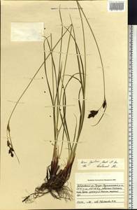 Carex gmelinii Hook. & Arn., Siberia, Russian Far East (S6) (Russia)