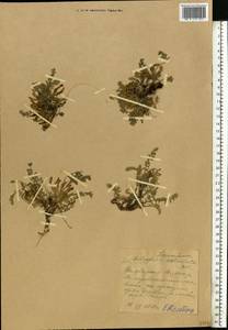 Astragalus testiculatus Pall., Eastern Europe, Middle Volga region (E8) (Russia)