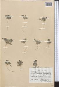 Astragalus tribuloides Delile, Middle Asia, Western Tian Shan & Karatau (M3) (Uzbekistan)