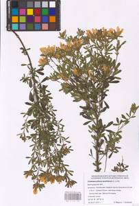 Chamaecytisus austriacus (L.) Link, Eastern Europe, Central forest-and-steppe region (E6) (Russia)