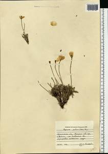 Papaver radicatum subsp. polare Tolm., Eastern Europe, Northern region (E1) (Russia)