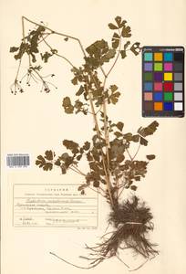 Thalictrum sachalinense Lecoy., Siberia, Russian Far East (S6) (Russia)